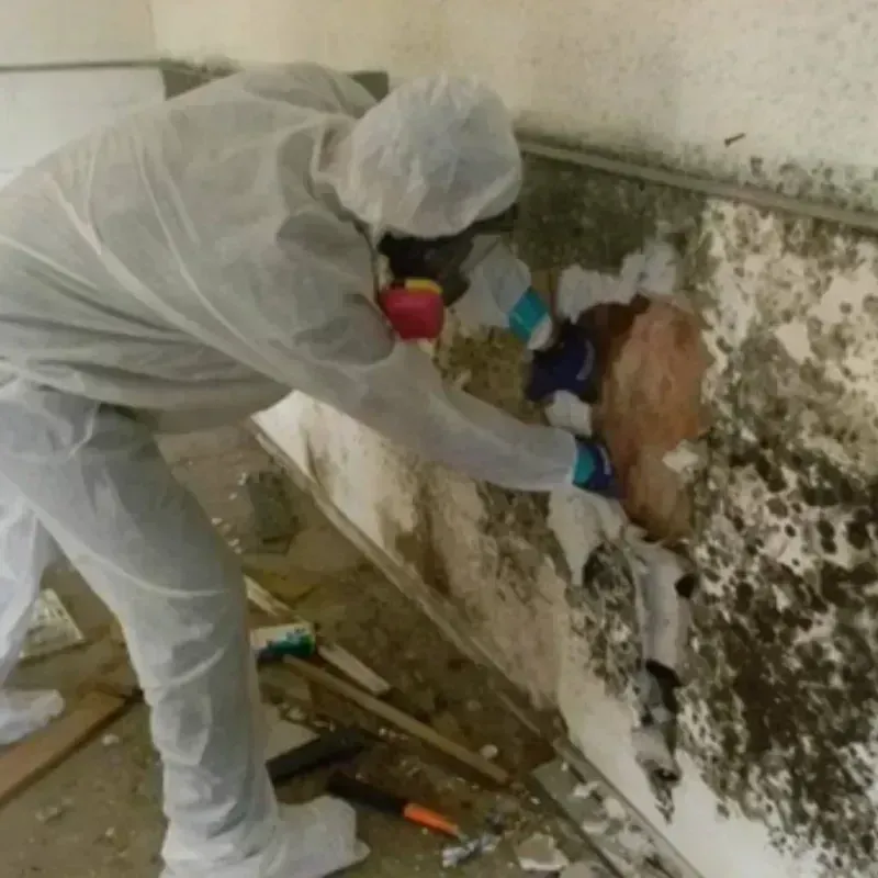 Mold Remediation and Removal in Parma, ID